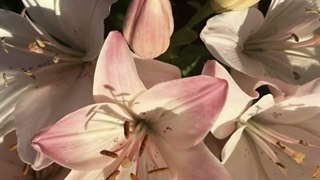 تقدیمی برای کلارا قشنگم ☆☆