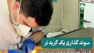 سوند گذاری یک گربه نر توسط دکتر افشین خاتمی