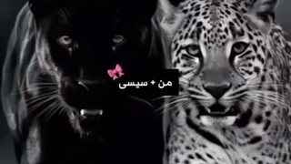 ★ترکیب برنده من+سیسی★