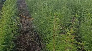 نهالستان