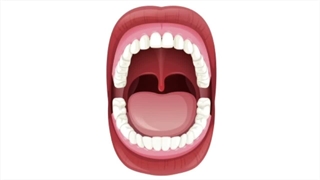 types of teeth