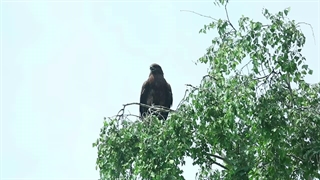 mammals