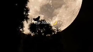 ماه (کپ)