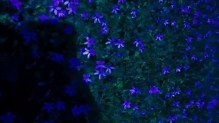 طبیعت