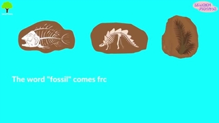 what are fossils