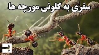 زندگی پیچیده مورچه ها / سفری به درون لونه مورچه ها