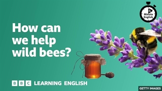 6 min English bees