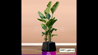 سفارش حراج گل و گیاه