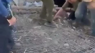 حمله وحشیانه شهرک نشین صهیونیست به یک فعال زن خارجی در کرانه باختری