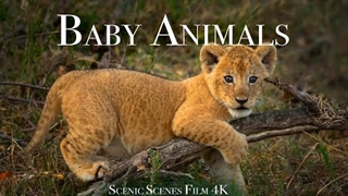 دنیای شگفت‌انگیز حیوانات جوان