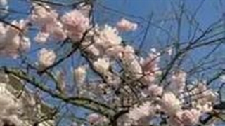 رمان افسانه_ی فارِلین ☯︎ پارت 3